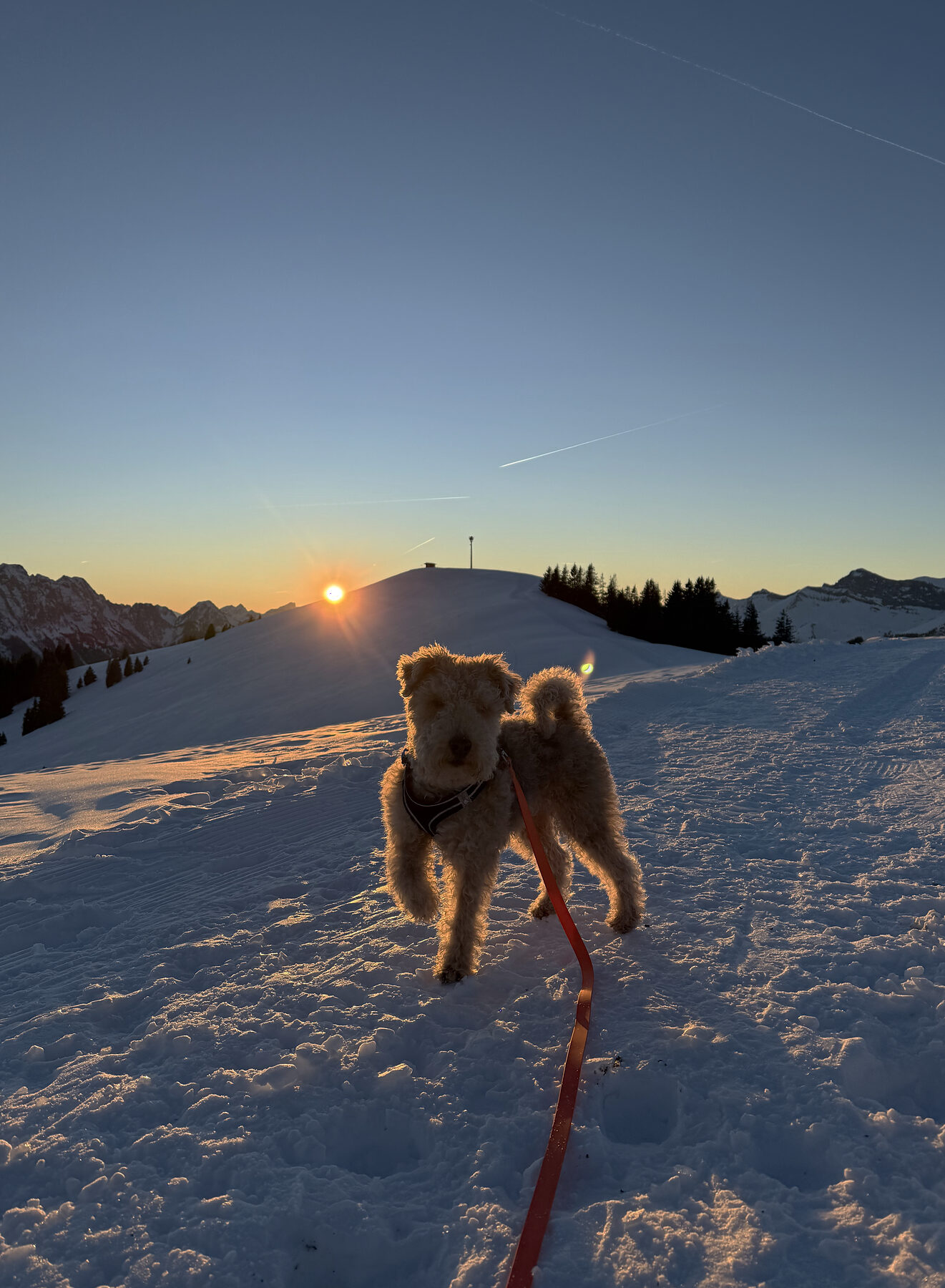 Oskar on a snowy track in the Saanenland at sunset, an orange leash leading out of frame